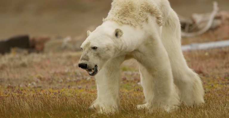 National Geographic’s cynical polar bear play