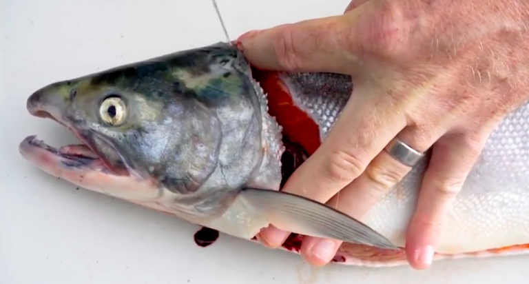 A Walker video ad that works; Dunleavy ad focuses on expert fish filleting