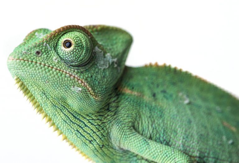 Former Walker-Mallott group doles cash to chameleon candidates