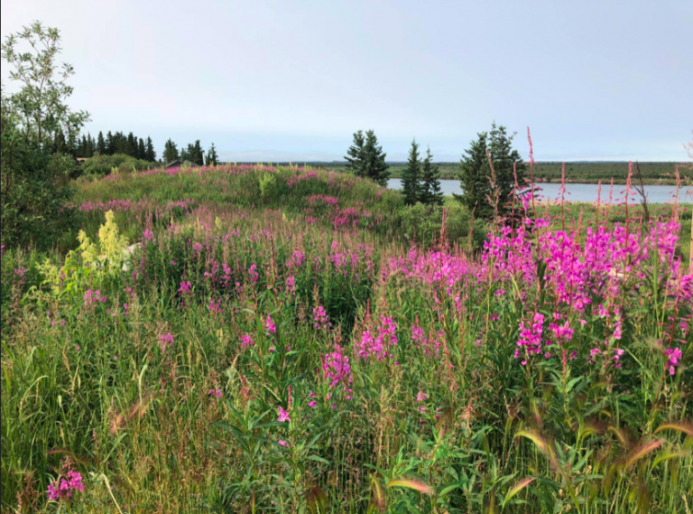 What’s there to know about Noorvik?