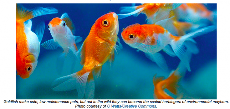 One fish, two fish, too many goldfish in Cuddy pond