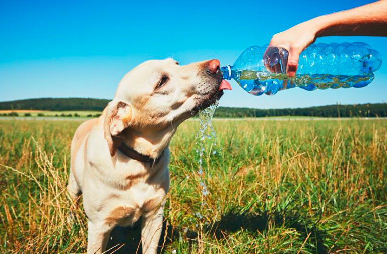 Alaska life hack: Keep your dog cool