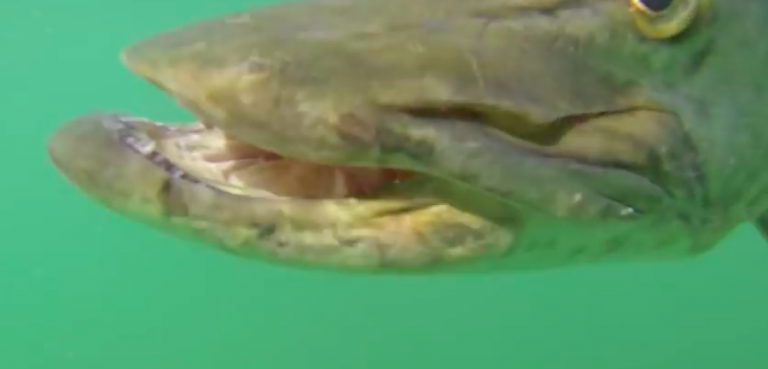 Invasion of the muskies