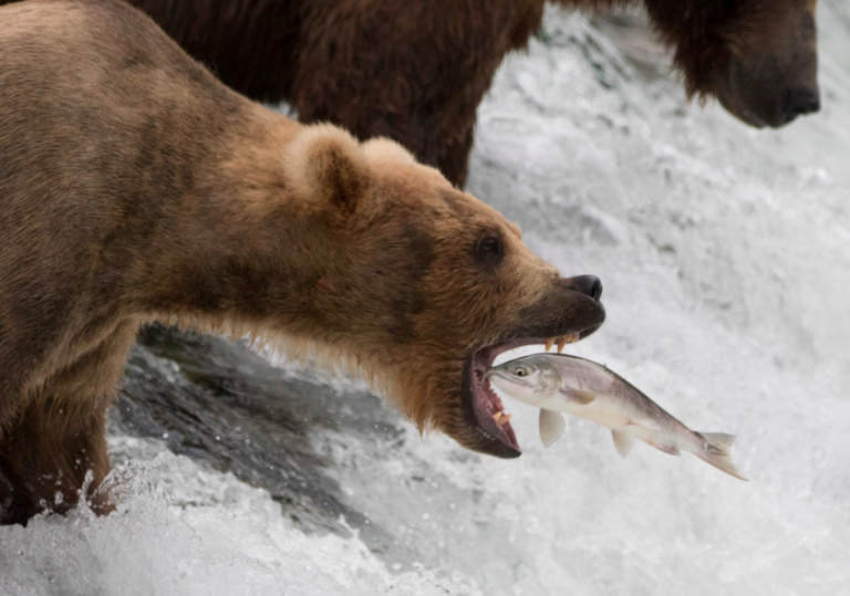 Keep D.C. politics out of fish and game management