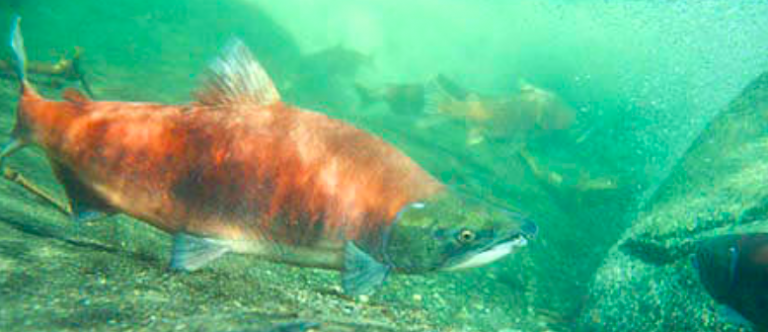 Late sockeye run on the Lower Kenai: Bag limit doubled