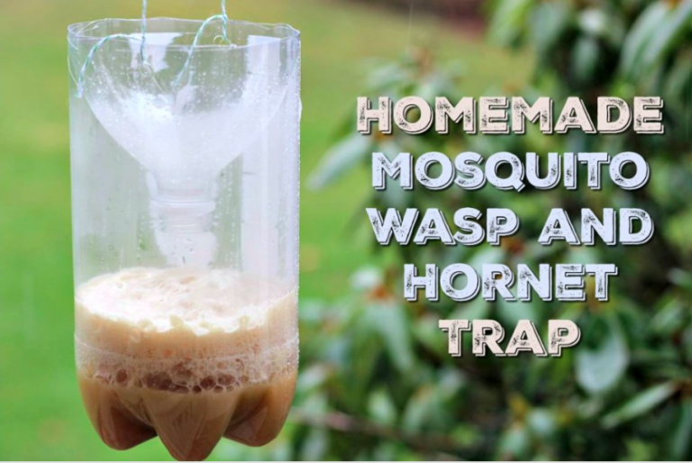 Alaska Life Hack: How to make a hornet trap