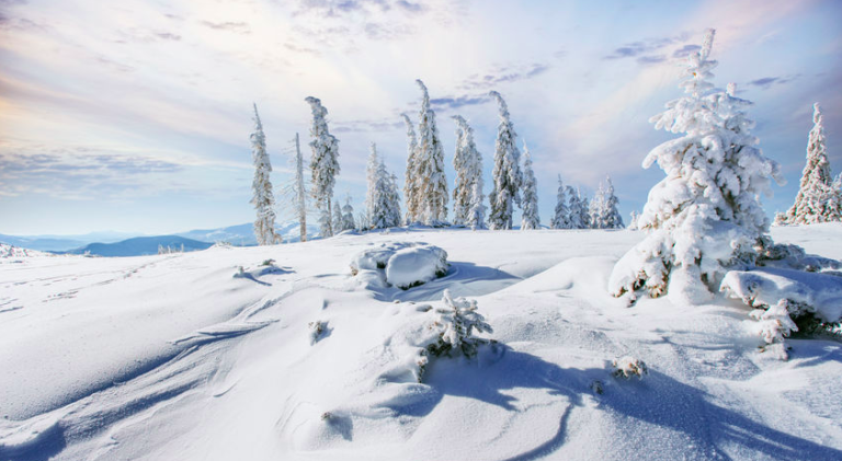Alaska Life Hack: Cut your own Christmas tree this way
