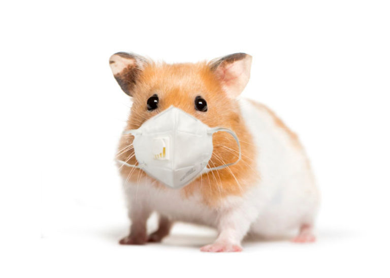 Berkowitz’s face mask policy based on misunderstood ‘Hong Kong hamster’ study