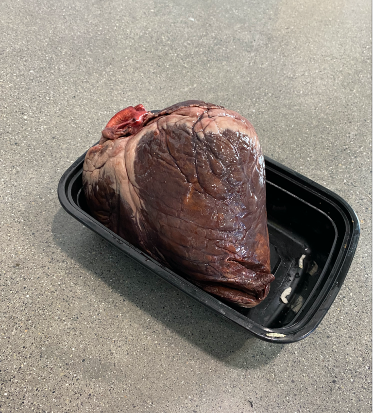 Caribou heart attack: Was the organ meat carrying a deadly pathogen?