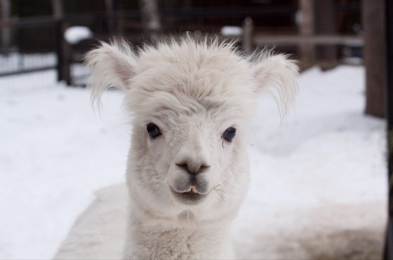 Big Wild Life: Brownie breaks into Alaska Zoo, attacks alpaca, both dead
