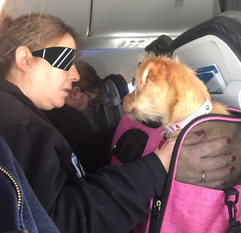 Delta adopts new emotional support animal policy