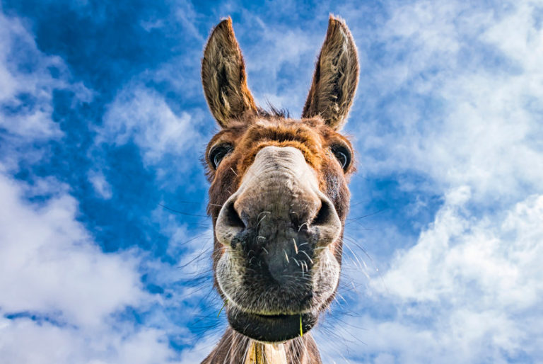 Alaska Democrats have new executive director