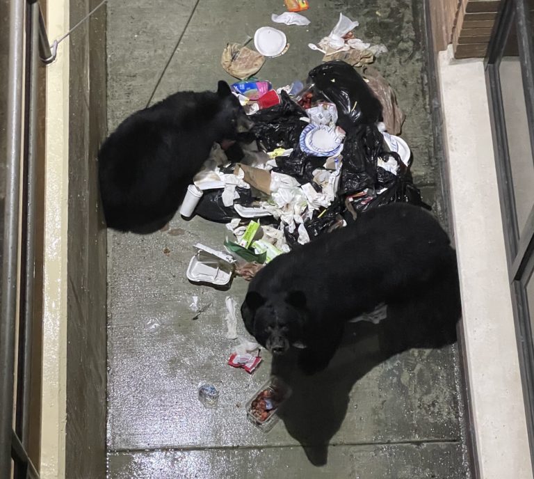 Capital City downtown bear population is becoming a trashy problem