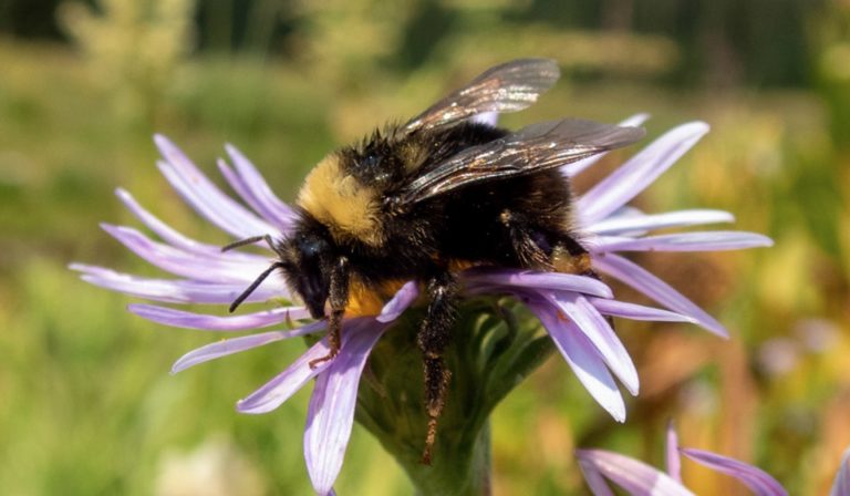 Identity politics: California court says bumble bees are fish, because definition of fish is colloquial, a ‘term of art’