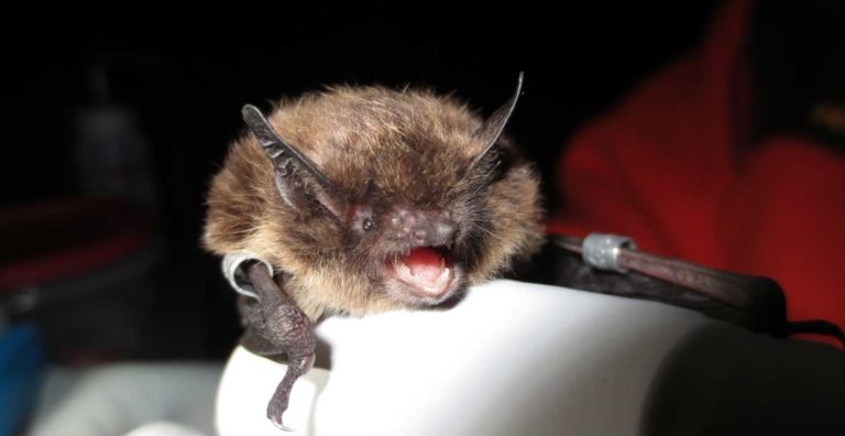 Bat found in downtown Douglas tests positive for rabies