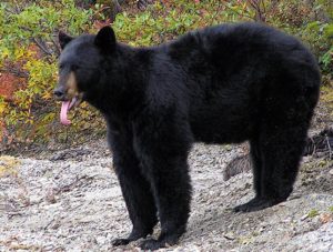 Same old story: Bears raid garbage, mayor protects people, news media bites on story