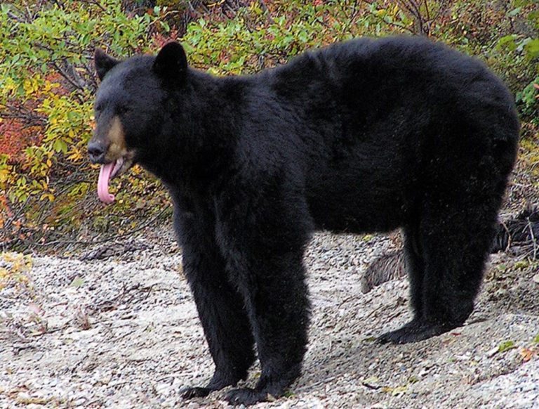 Same old story: Bears raid garbage, mayor protects people, news media bites on story