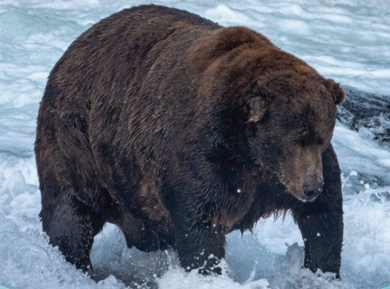He’s a fatty! Fat Bear Week winner is a real jumbo
