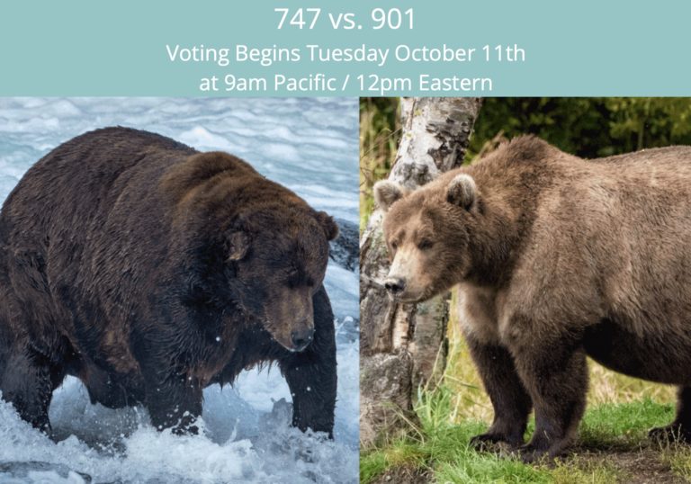 Voter fraud! Fat bear contest had 7,000 fake votes, as trolls stuffed the ballot box before finals