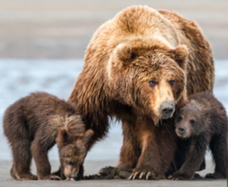 Last-minute gift: Bear viewing raffle tickets for McNeil River State Game Sanctuary
