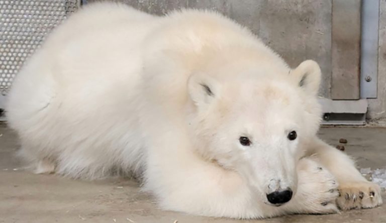 Polar Express: Home-alone polar bear cub settles in for the holidays at the Alaska Zoo