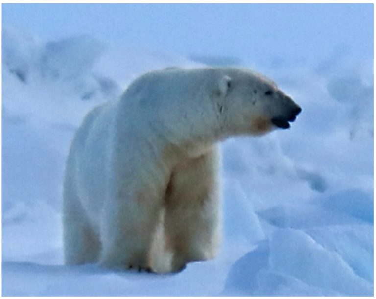 Polar bear on rampage mauls woman and boy to death in Wales