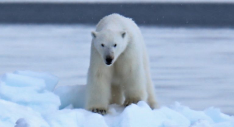 Update: Polar bear savaged mom and toddler as they walked through storm to clinic in Wales