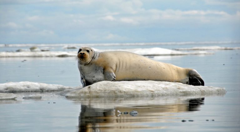 Alaska sues feds over bearded and ringed seal critical habitat designation area that is larger than state of Texas