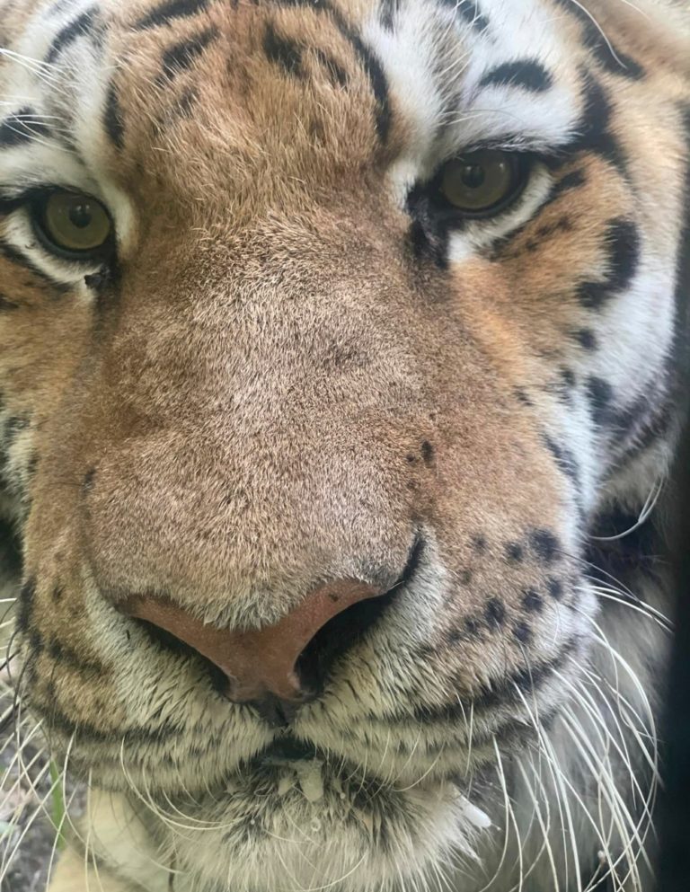 Beloved Siberian tiger ‘Korol’ dies of old age at Alaska Zoo