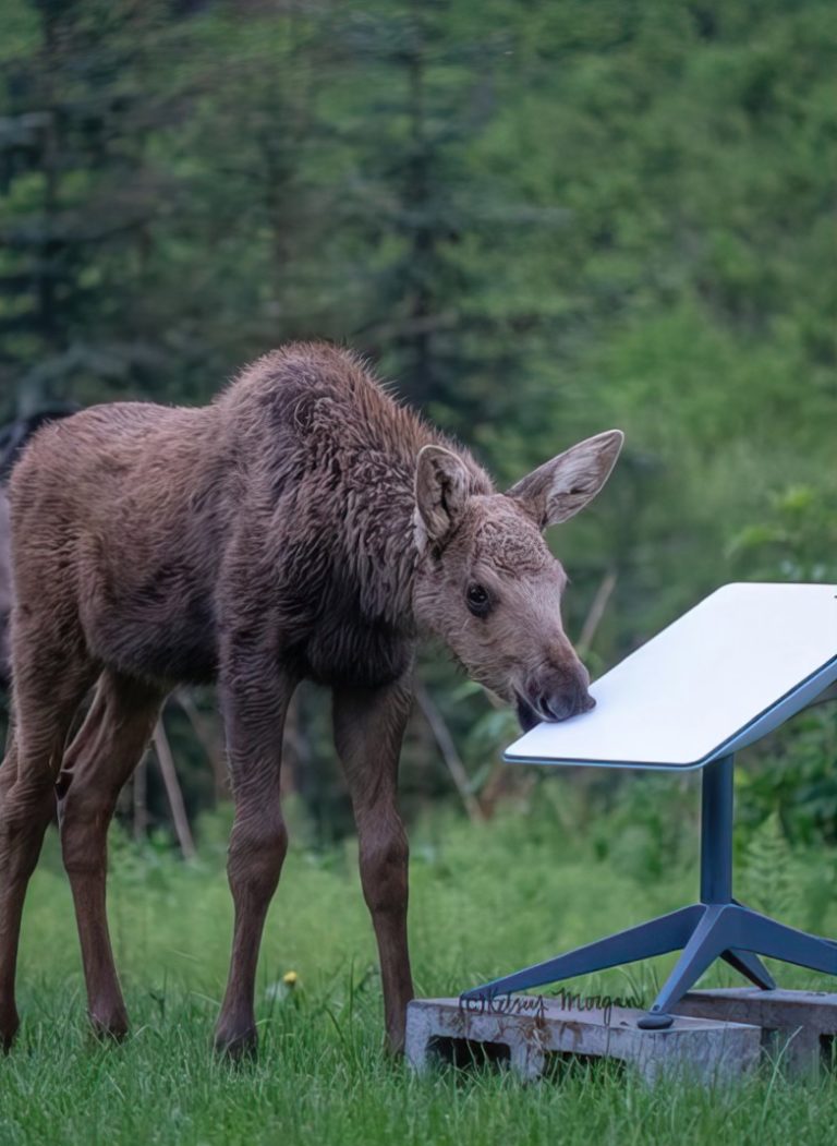 Starlink working with State of Alaska to get rural areas back online