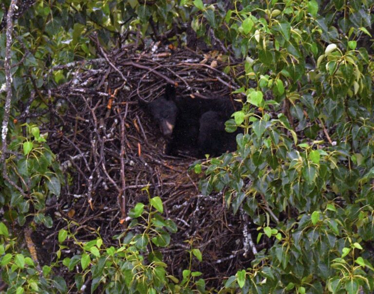 Is it a trans-eagle? A beagle?