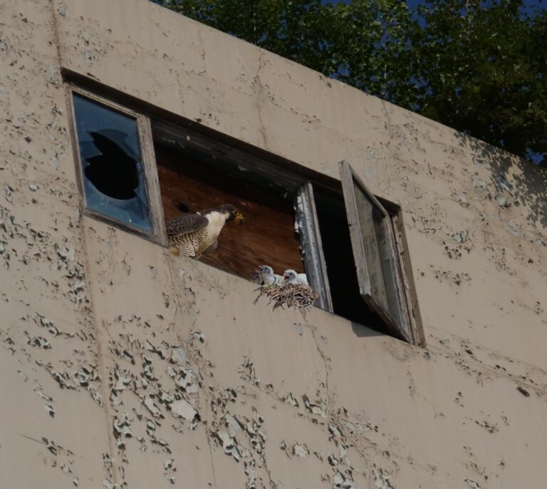 Endangered bird’s nest shows up in condemned Fairbanks building?