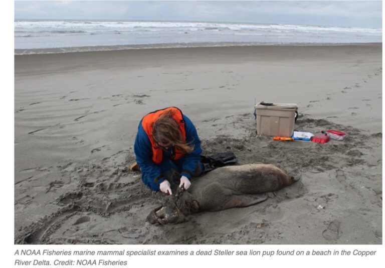 NOAA ups the reward to $20,000 for information on Steller sea lion deaths