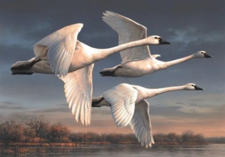 The Duck Stamp, that old-fashioned collector’s item, is being modernized for the sake of hunters