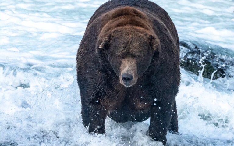 Bear cam is back: Watch live as Alaska’s brown bears feast on salmon live from Katmai