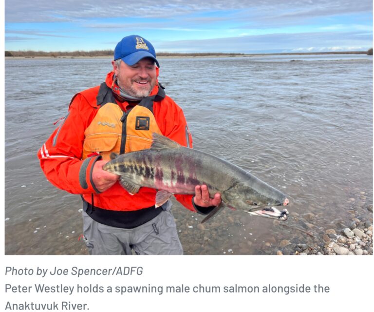 Report: Salmon now spawning in the Arctic Ocean watershed
