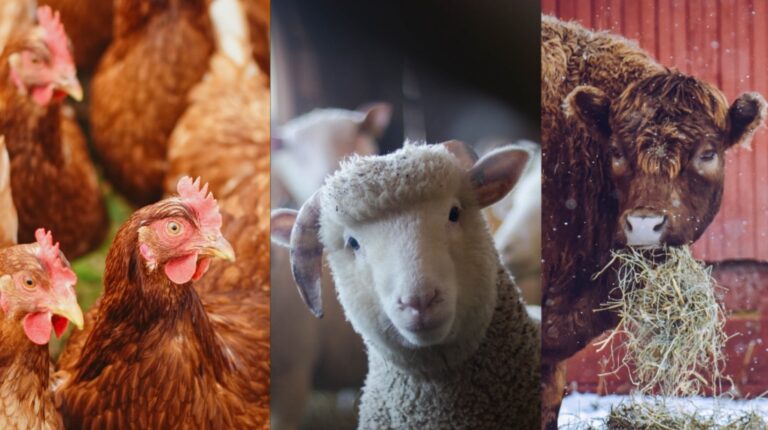 Bringing home the bacon — together: Alaska farmers explore co-op for Palmer slaughterhouse