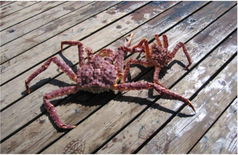 Red king crab season to open in Bristol Bay, but no Bering Sea snow crab fishery this season