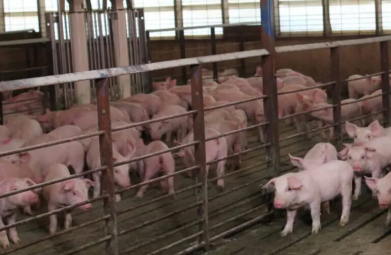 Commerce clause: New California law mandates sizes of pig pens in other states