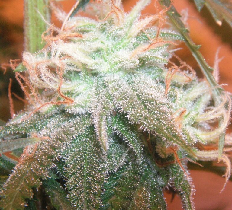 University of Utah new course: Feminist cannabis studies