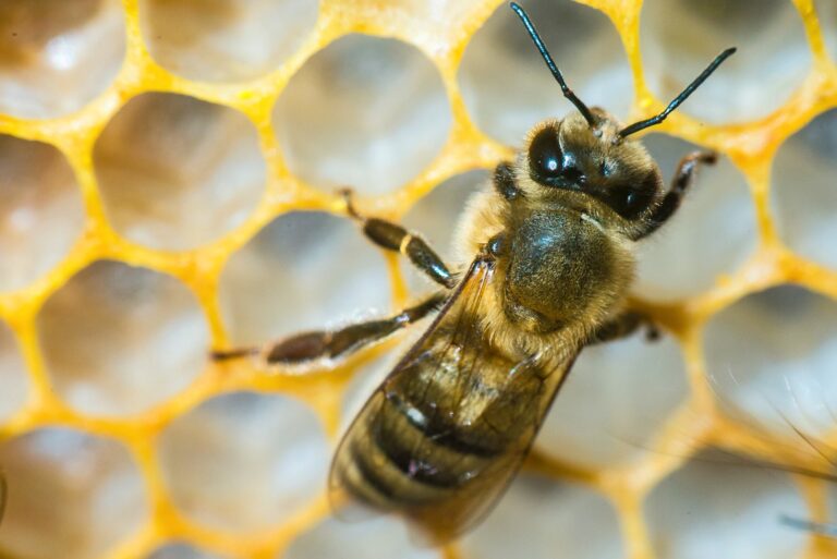 Foodies and foragers of the North: Arctic beekeepers keep the honey flowing