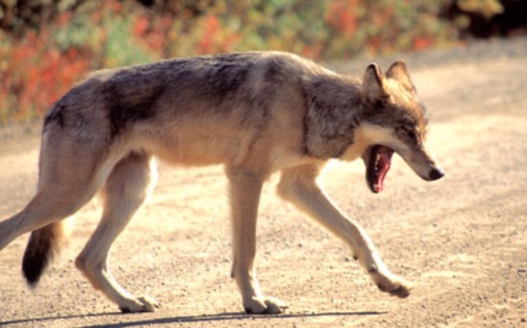 Wolf bites motorists on the Dalton Highway