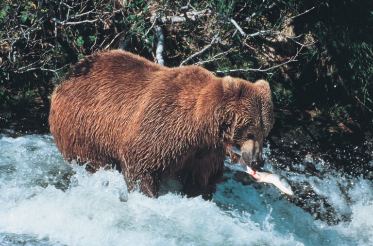 Alaska life hack: McNeil River bear viewing raffle