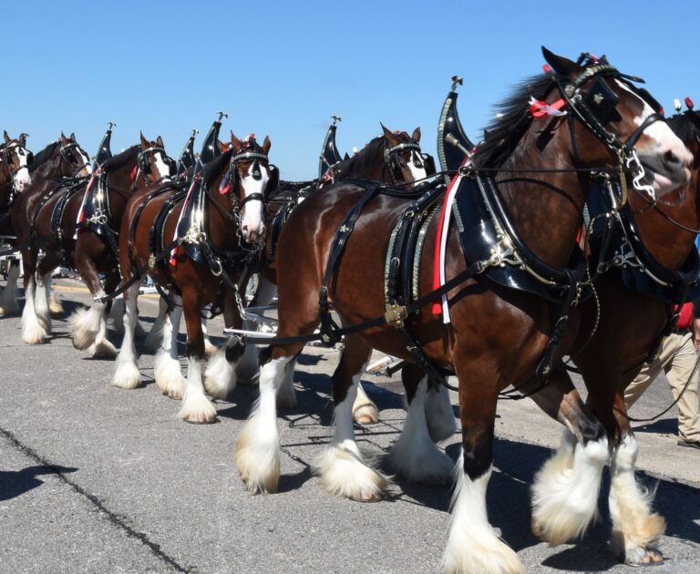 Wayne Heimer: Clydesdales need to pull together for Alaska sovereignty after landmark ‘Chevron Deference’ reversal