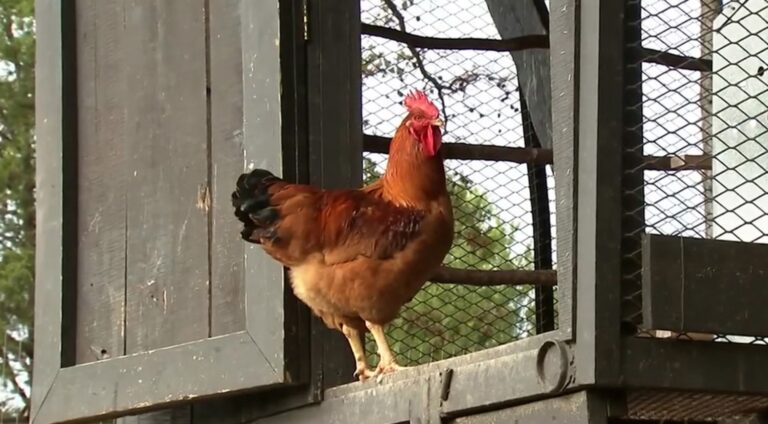 Linda Boyle: 10 fast facts about the bird flu virus