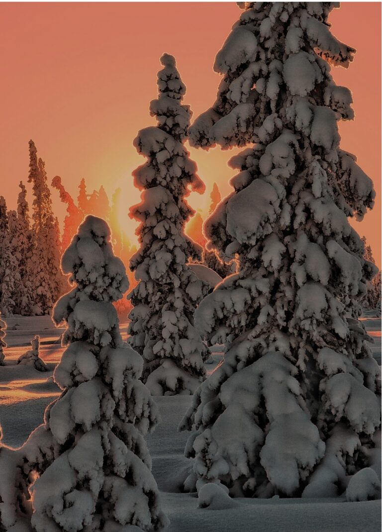 Alaska Life Hack: Cutting your own Christmas tree? Here’s how and where in Alaska state forests