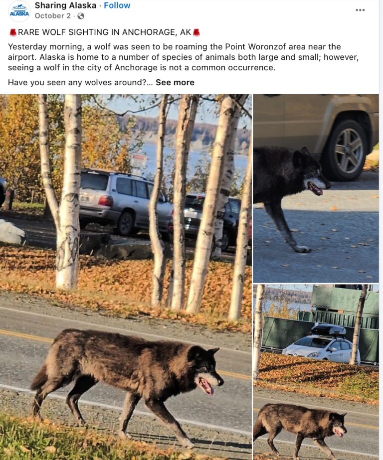 Gary the wolf-dog DNA results are in