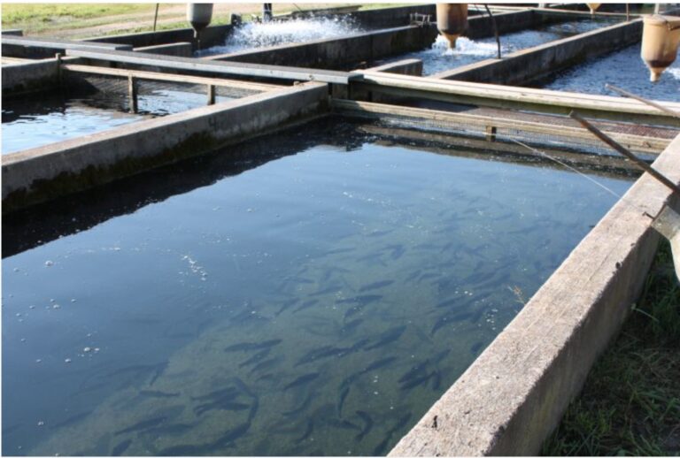 Alex Gimarc: In defense of Gov. Dunleavy’s fish farming initiative