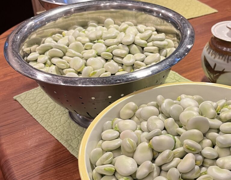 Foodies and foragers: Fabulous Alaska fava beans, from garden trellis to table