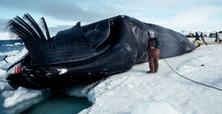 Big Beautiful Tax Break for whaling captains
